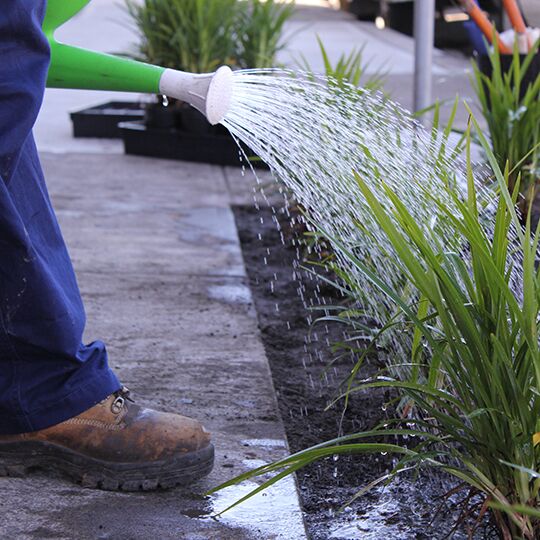 verge being watered